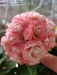 Челябмедфарм (posyolok Roshchino, ulitsa Lenina, 5) ، شركة الأدوية