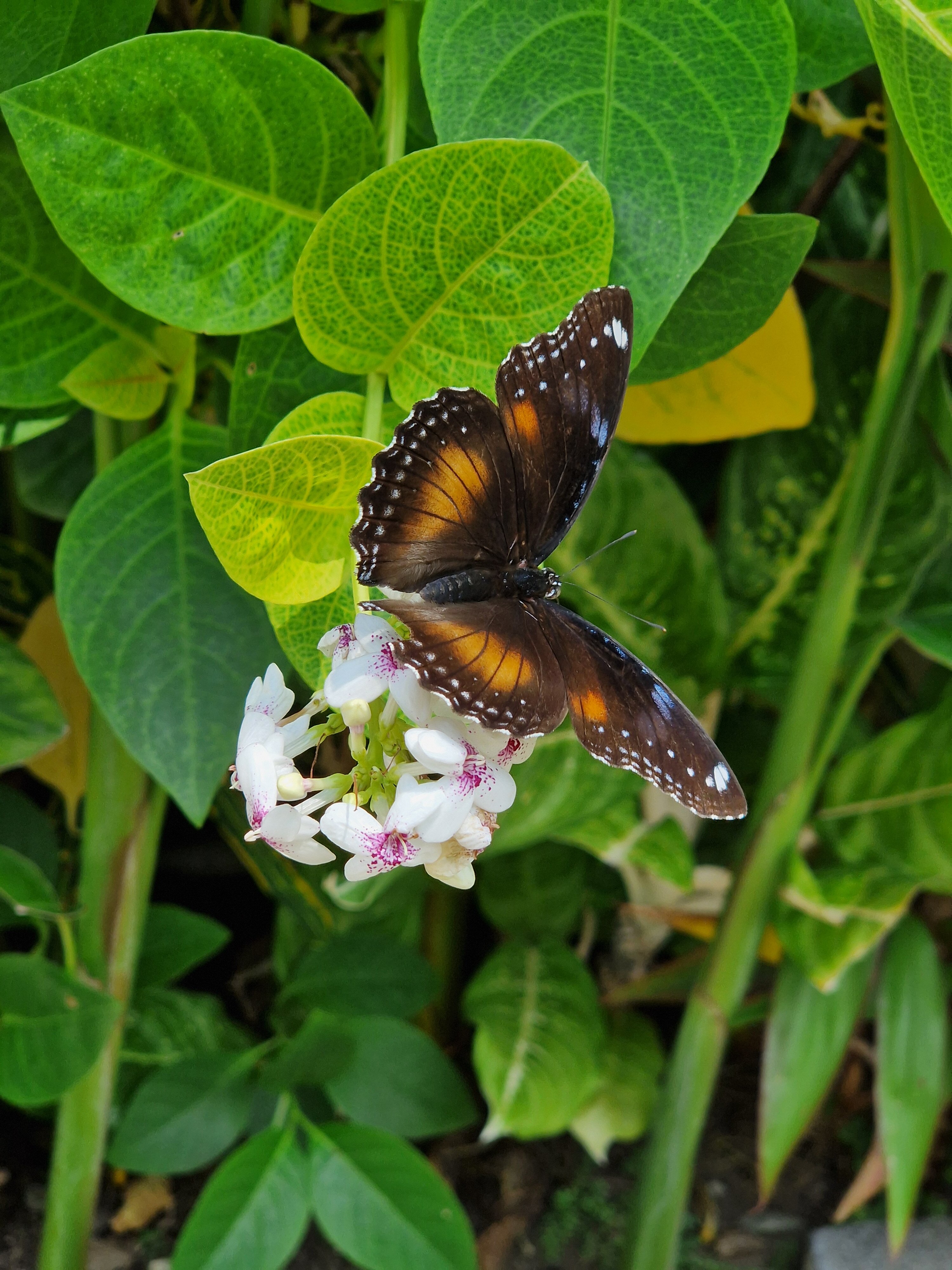 Фото Ellora Villas