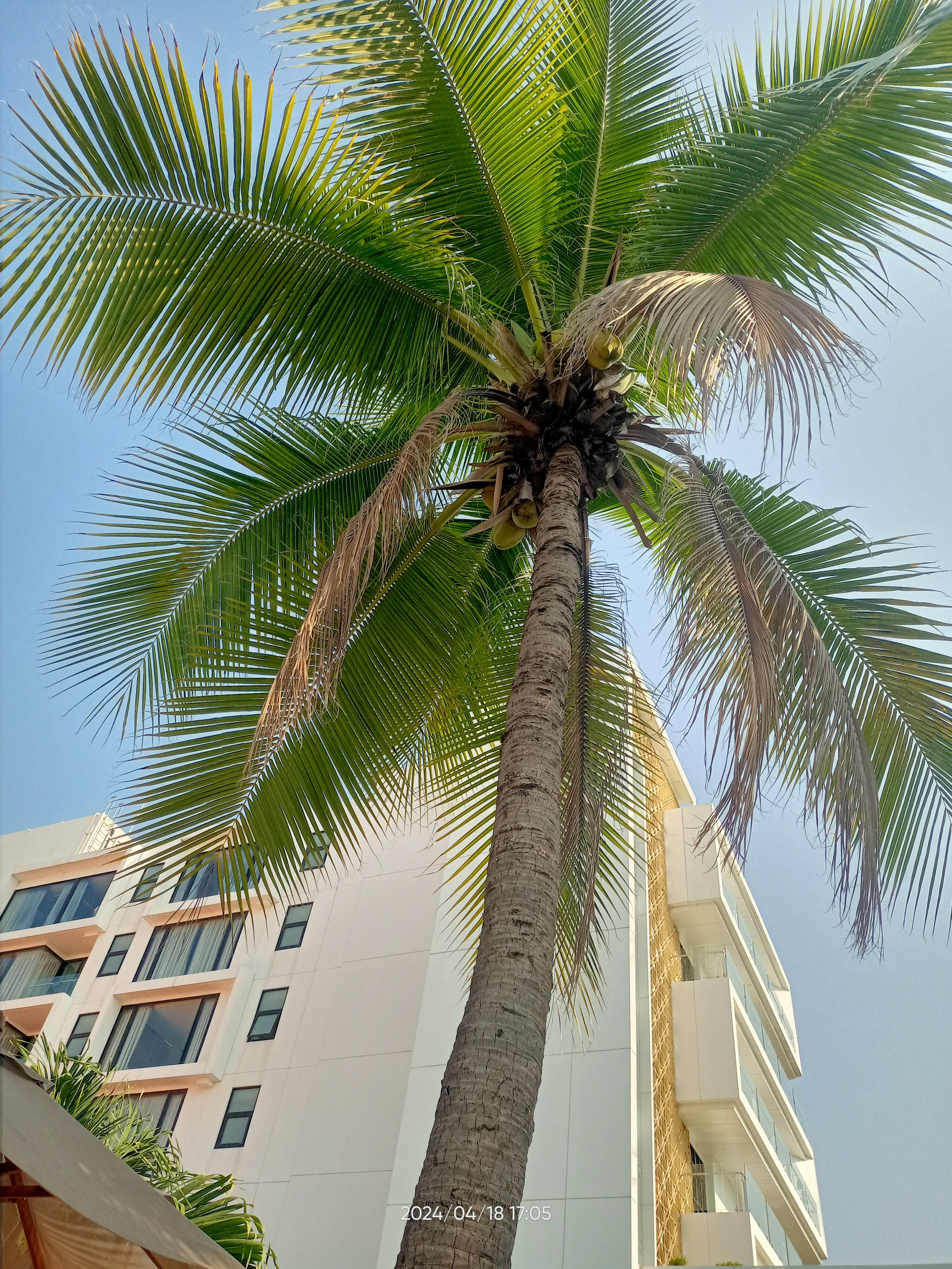 Фото Twin Palms Resort