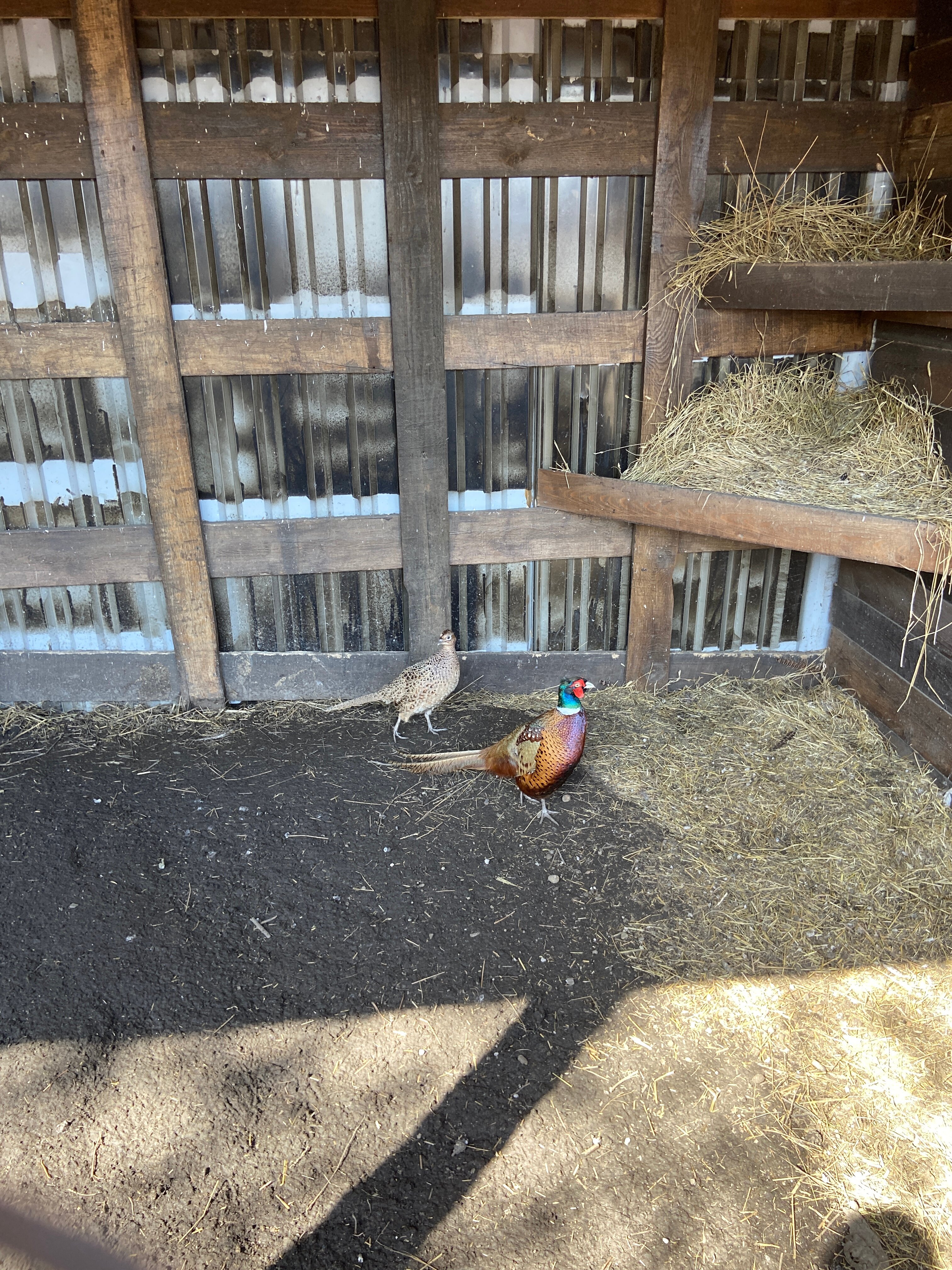 Фото Ранчо Шарье