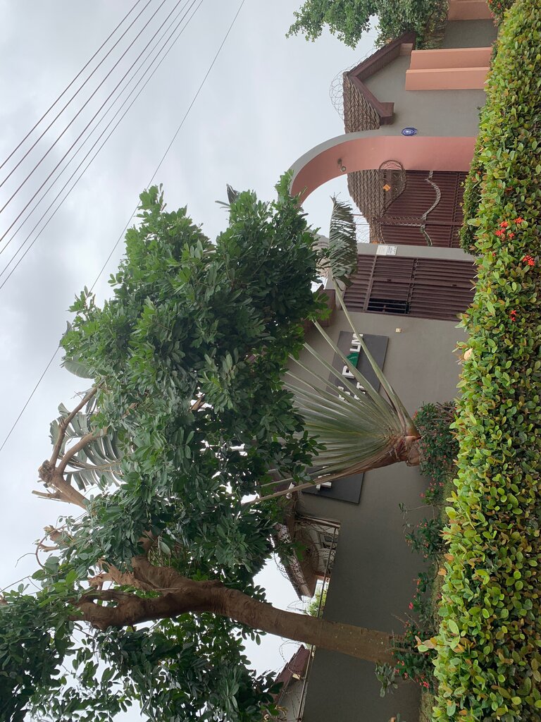 Real estate development Travellers Palm Court, Earth, photo