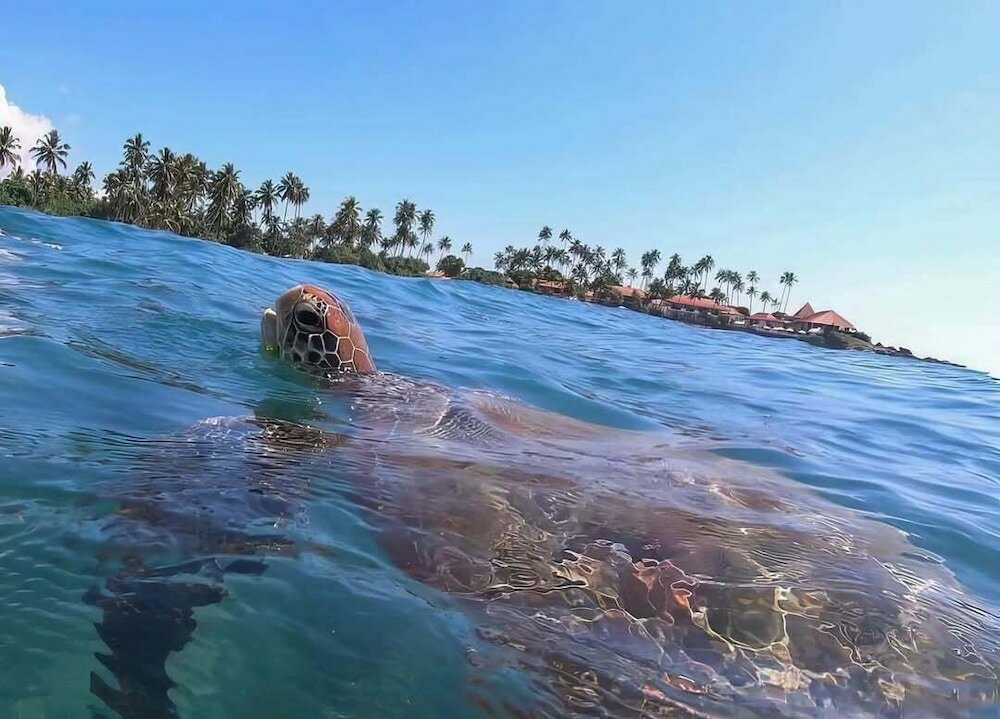 Фото Dickwella Resort and SPA