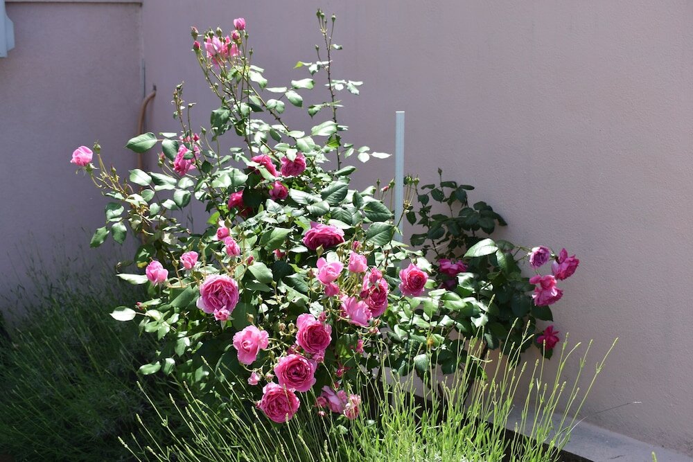 Фото Regina Mundi