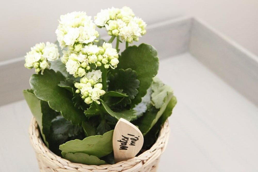 Фото Flores Guest House