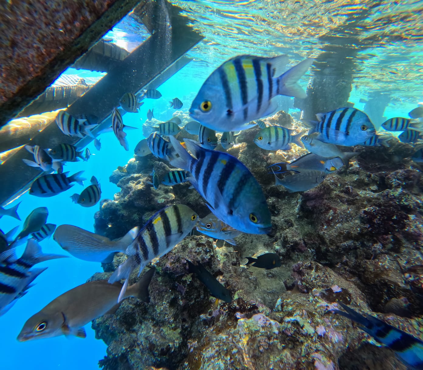 Фото The Grand Hotel Sharm El Sheikh