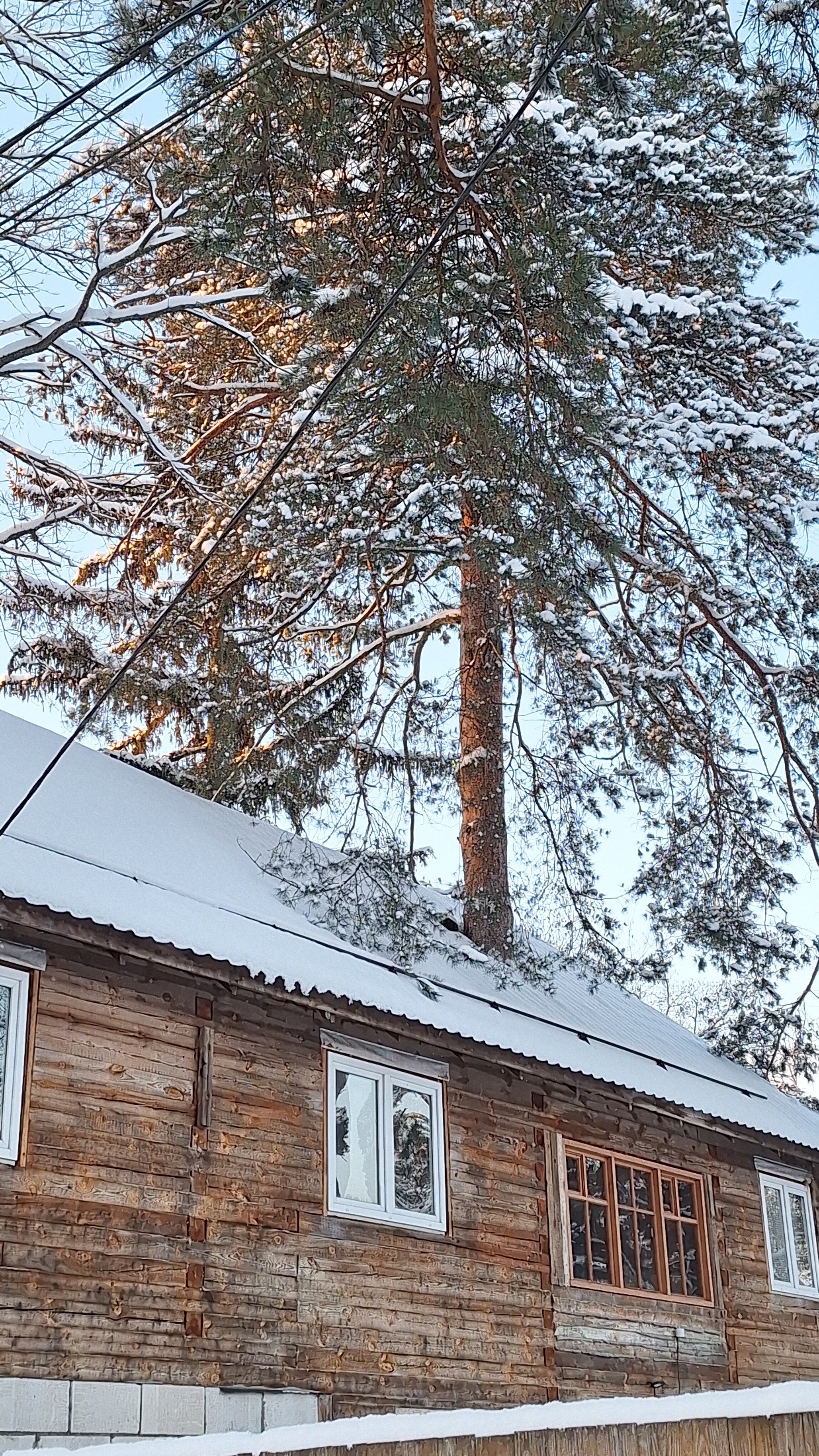 Фото Сосны