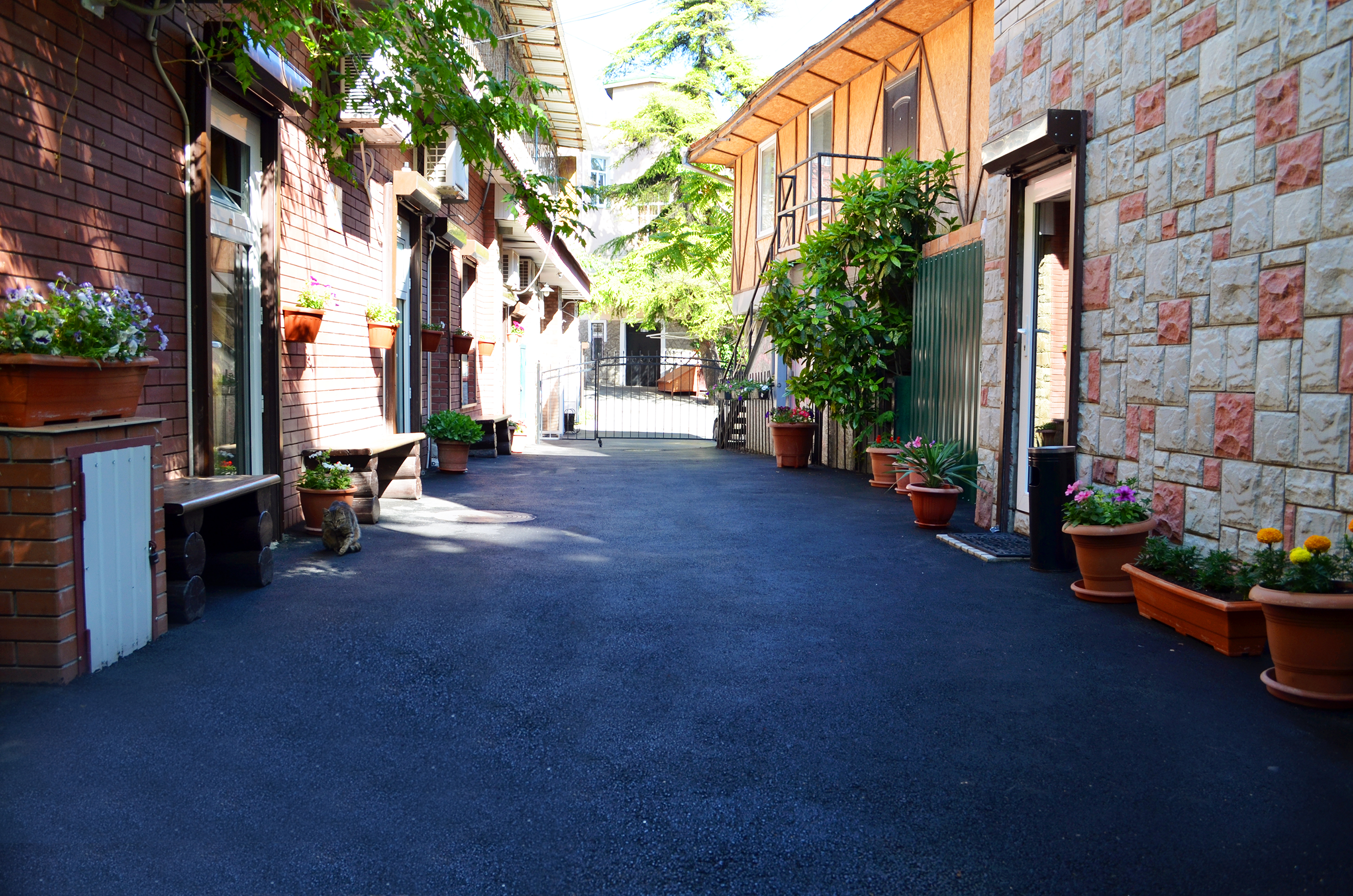 Фото Лилия-1