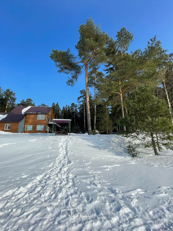 Фото Солнечный бор