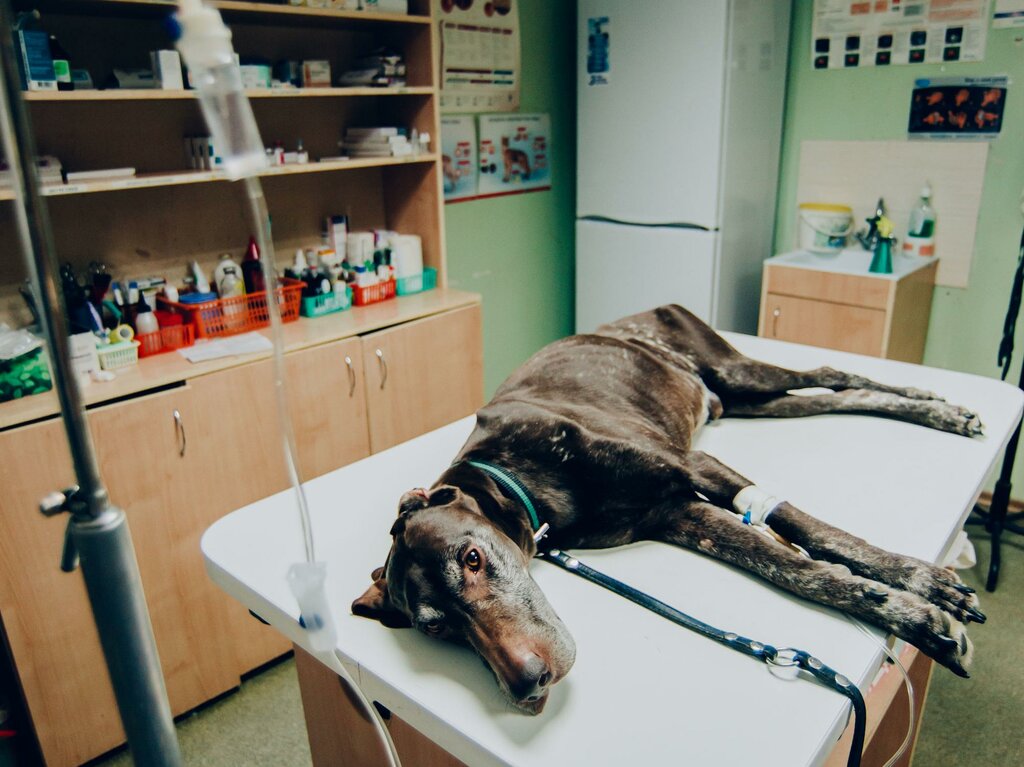 عيادة بيطرية Veterinary Center DoktorVet ، ، صورة