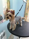 Груминг-салон Мальтипу (mikrorayon Dubrava, kvartal 3, 1А), pet salon
