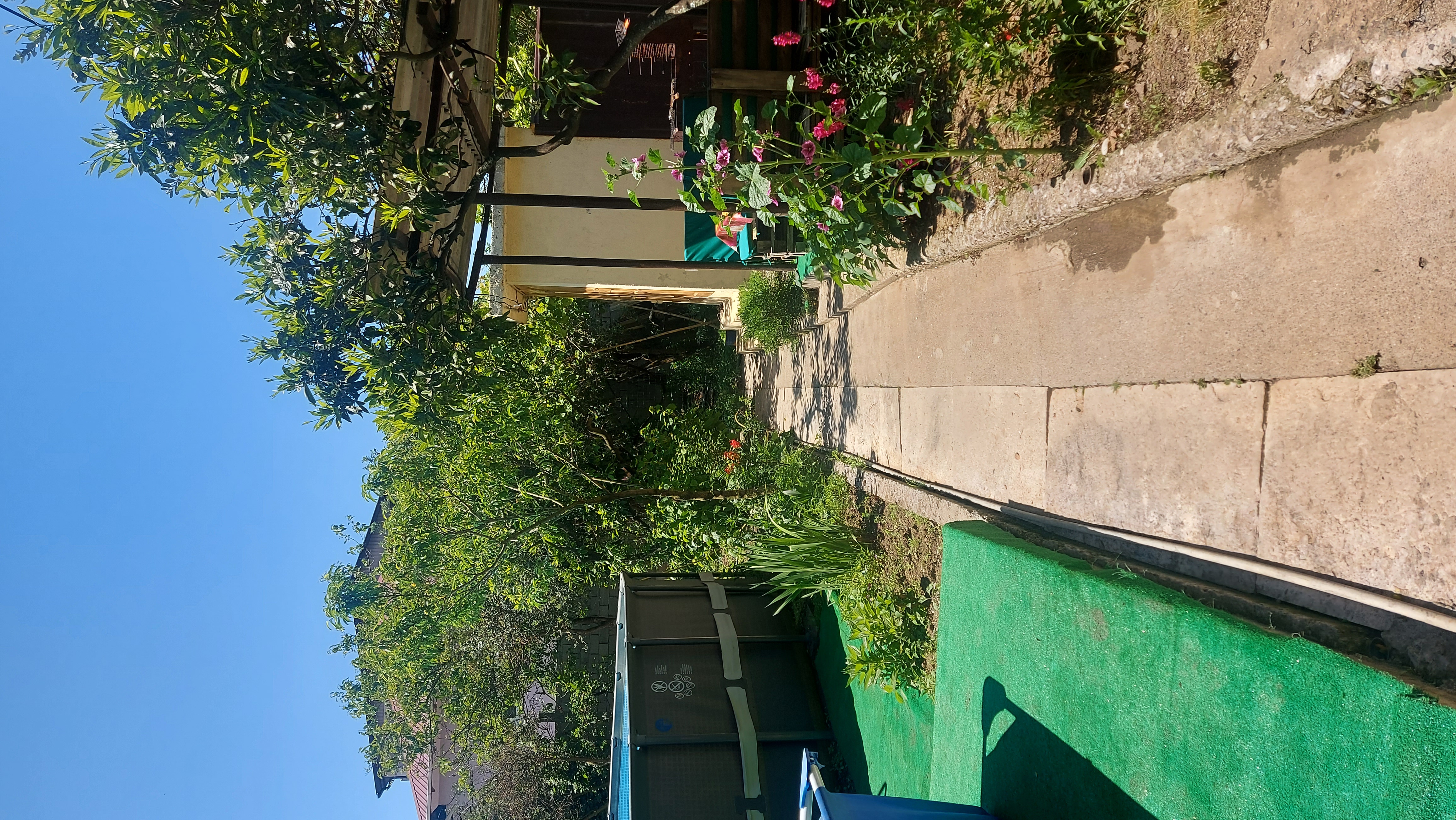 Фото Орхидея