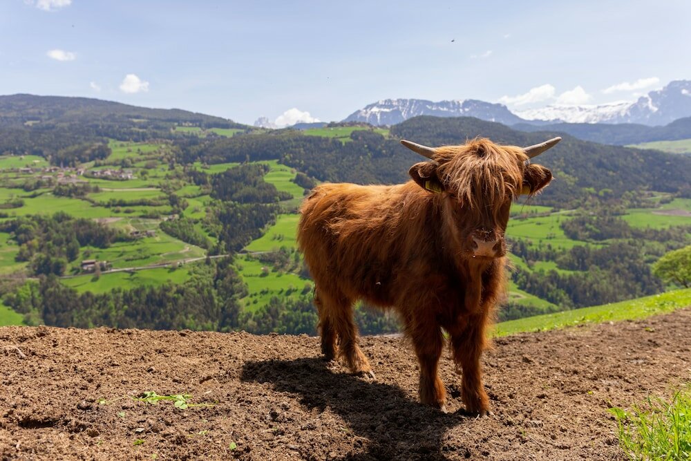 Фото Berglandhotel Untertheimerhof