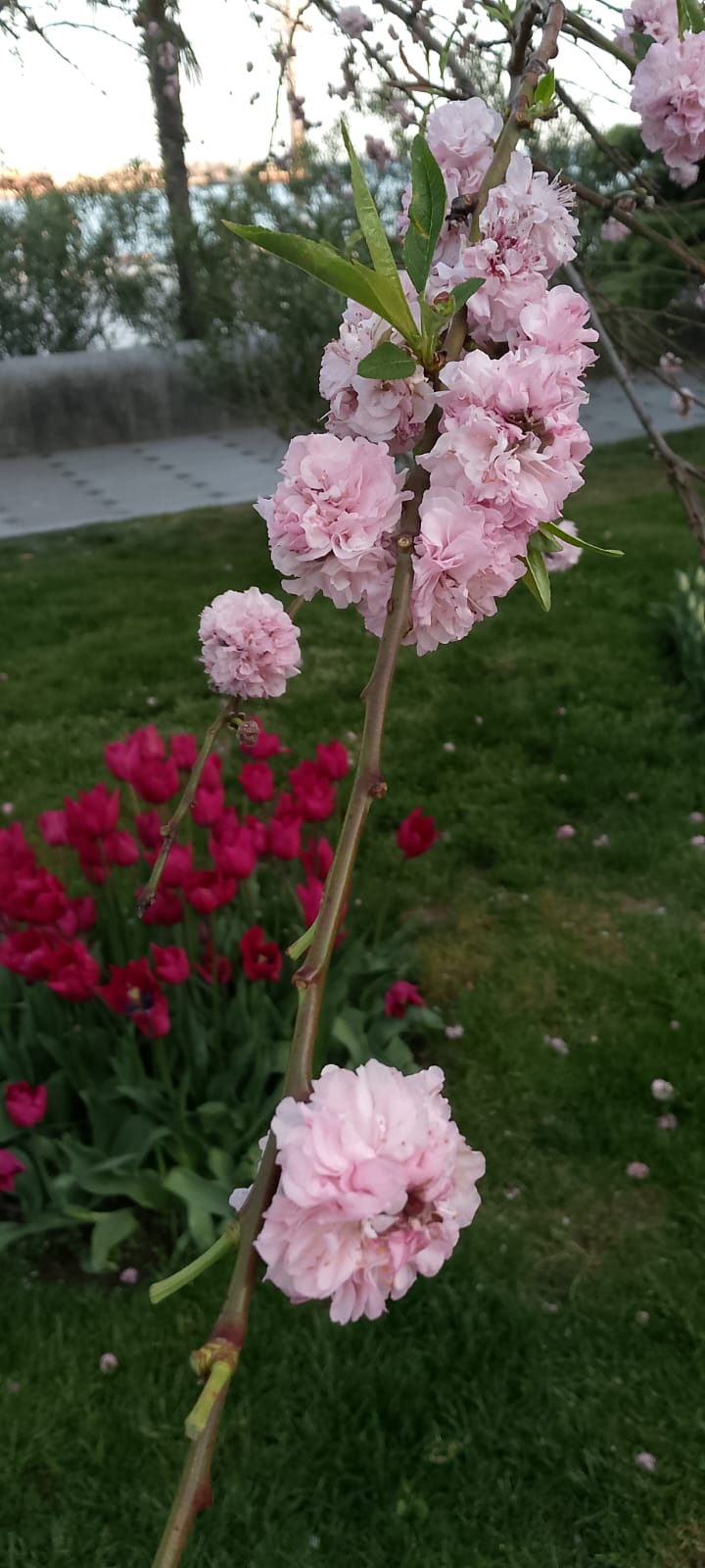 Фото Пряник