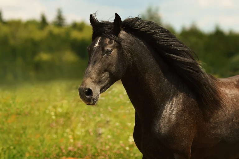 Фото Гастроранчо Хэппи Фарм