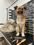 Woof Groom (Cherkasskaya ulitsa, 141), pet salon