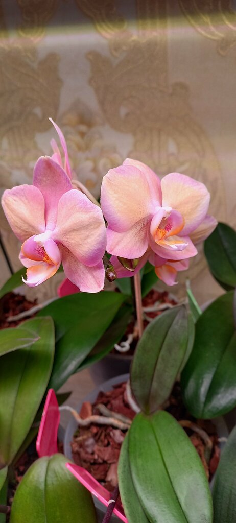 Луиза Эреджепова