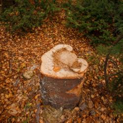 Фото Озерки