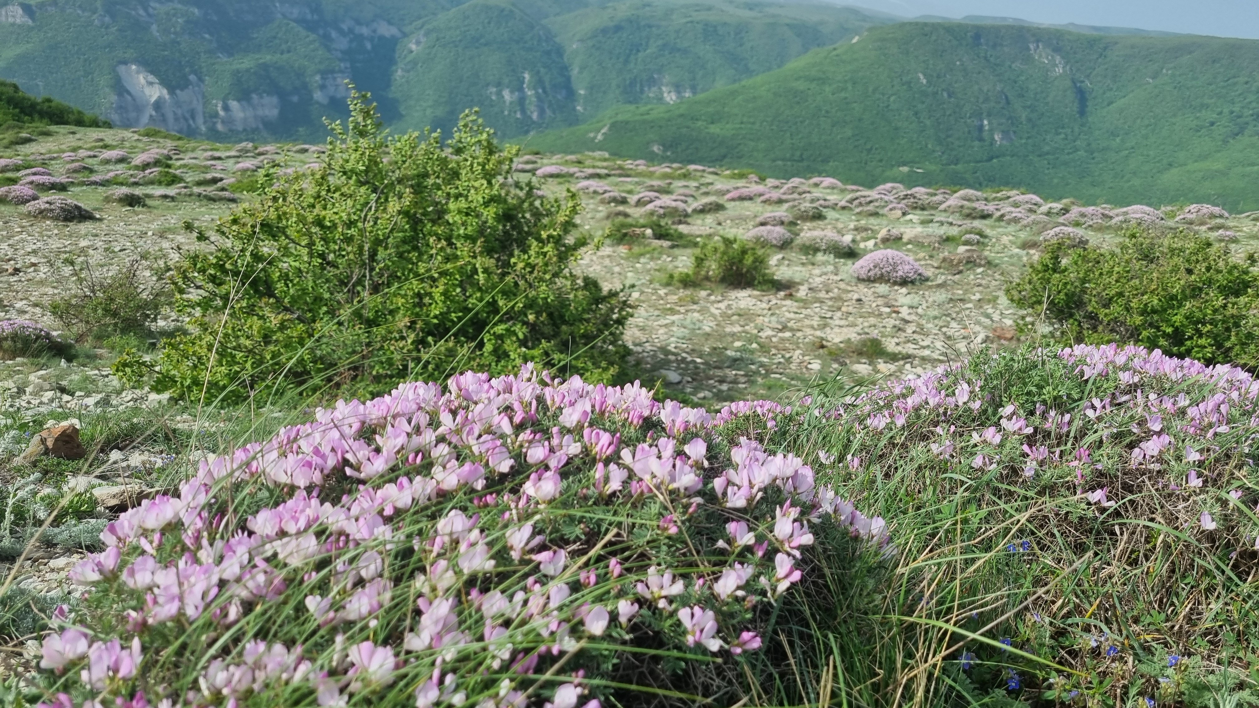 Фото Дубки Сулакский Каньон