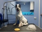 Grooming room (Beketova Street, 35), salón de mascota, peluquería de animales