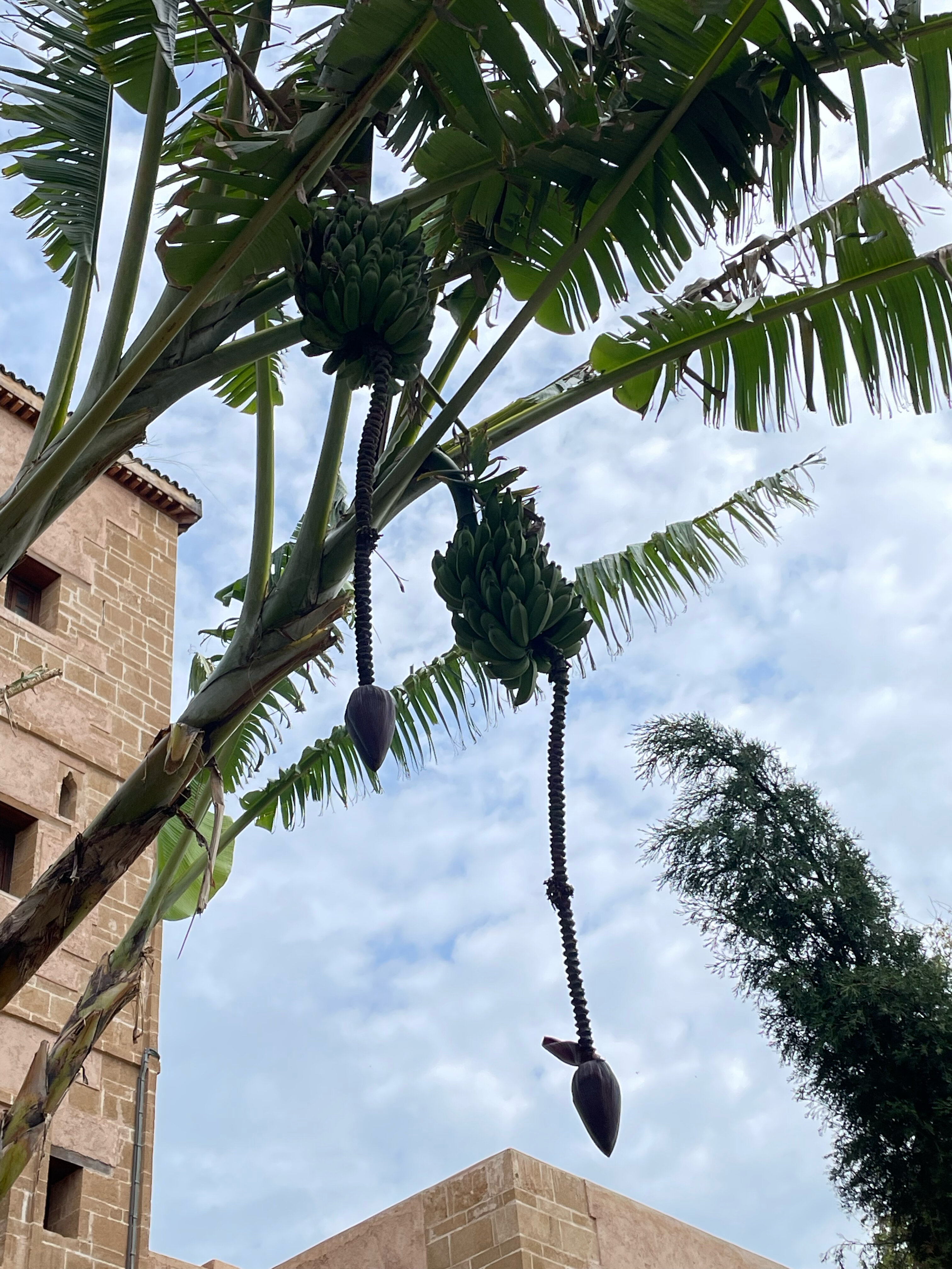 Фото Hôtel Andalucia Golf & SPA