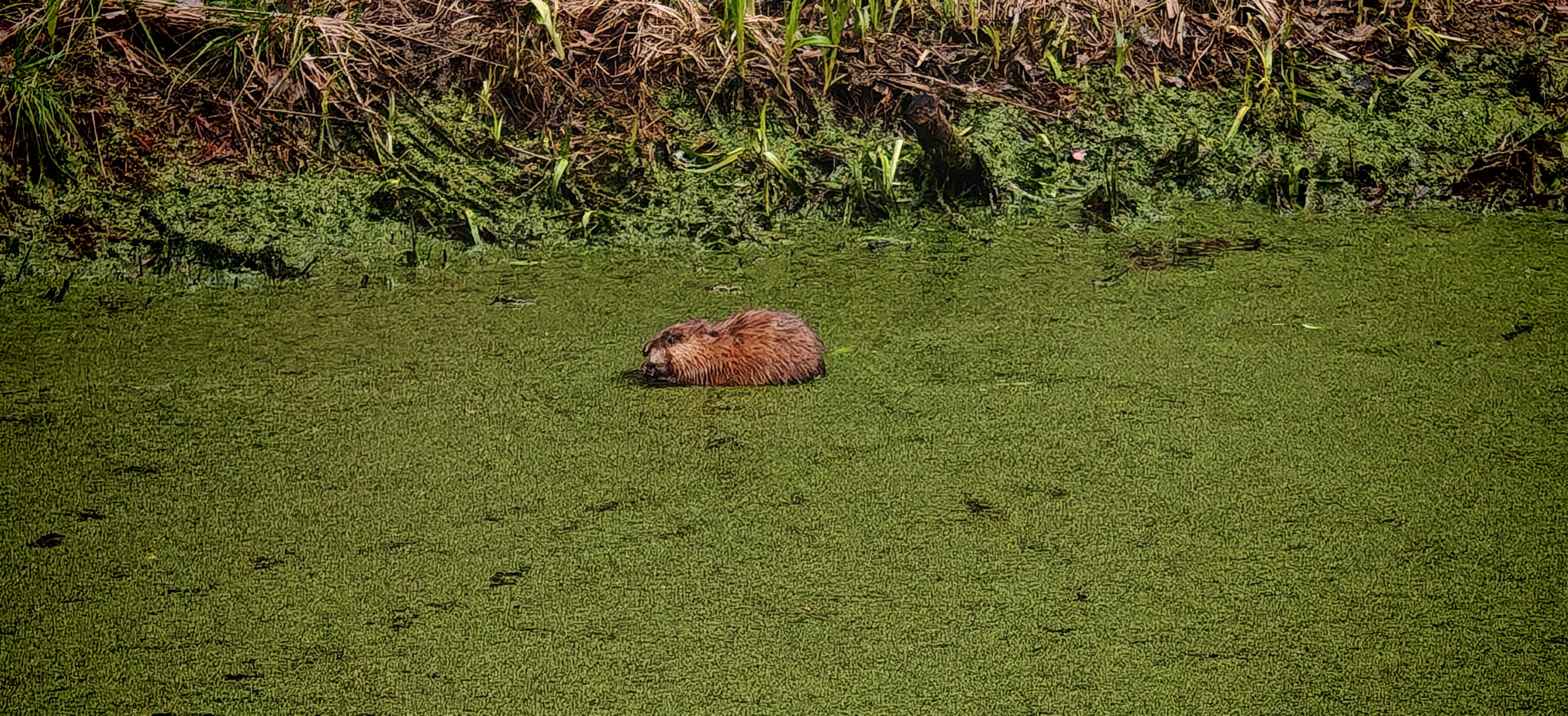 Фото Драгунский ручей