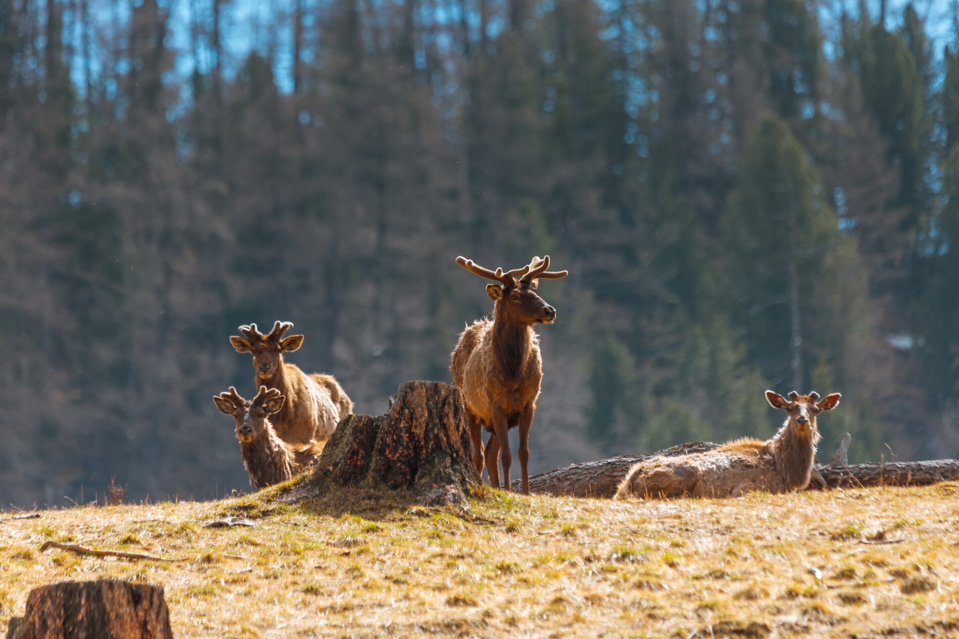 Фото Медвежья гора