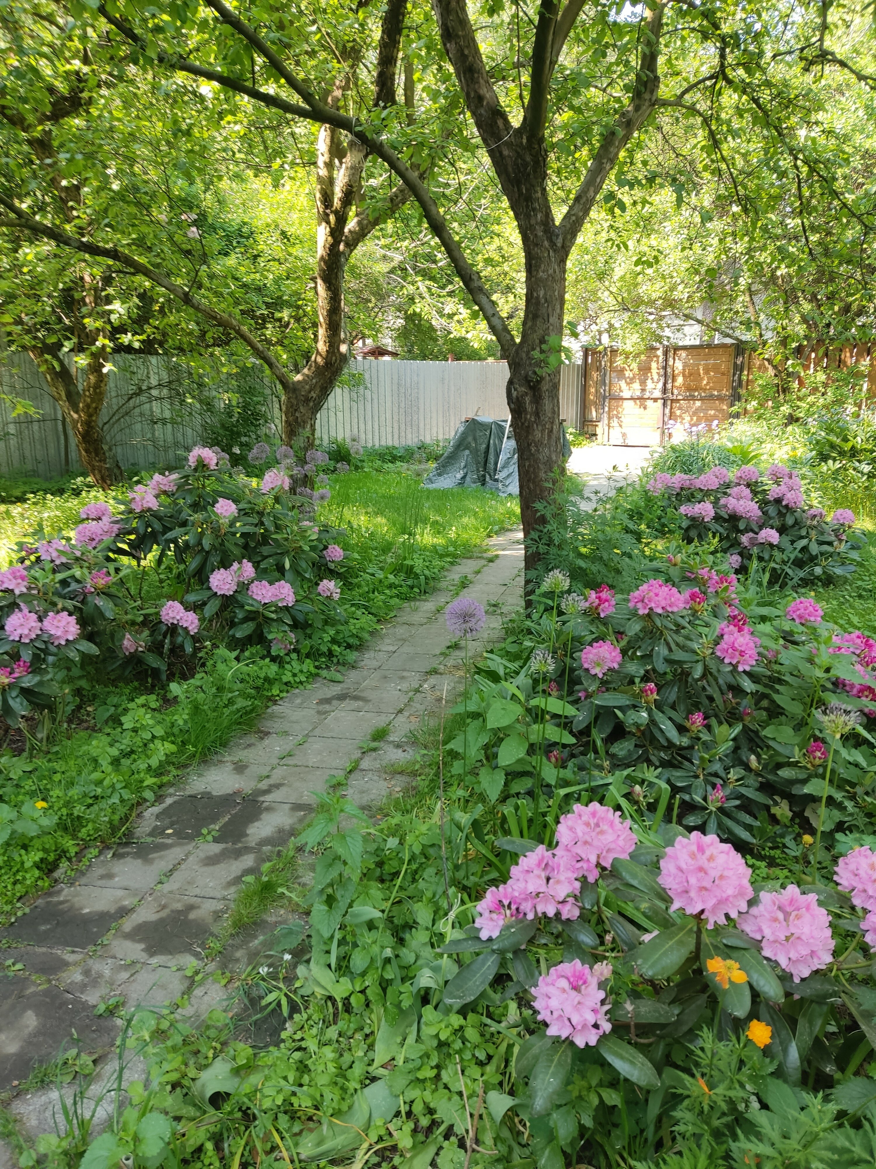 Фото Рябушинка