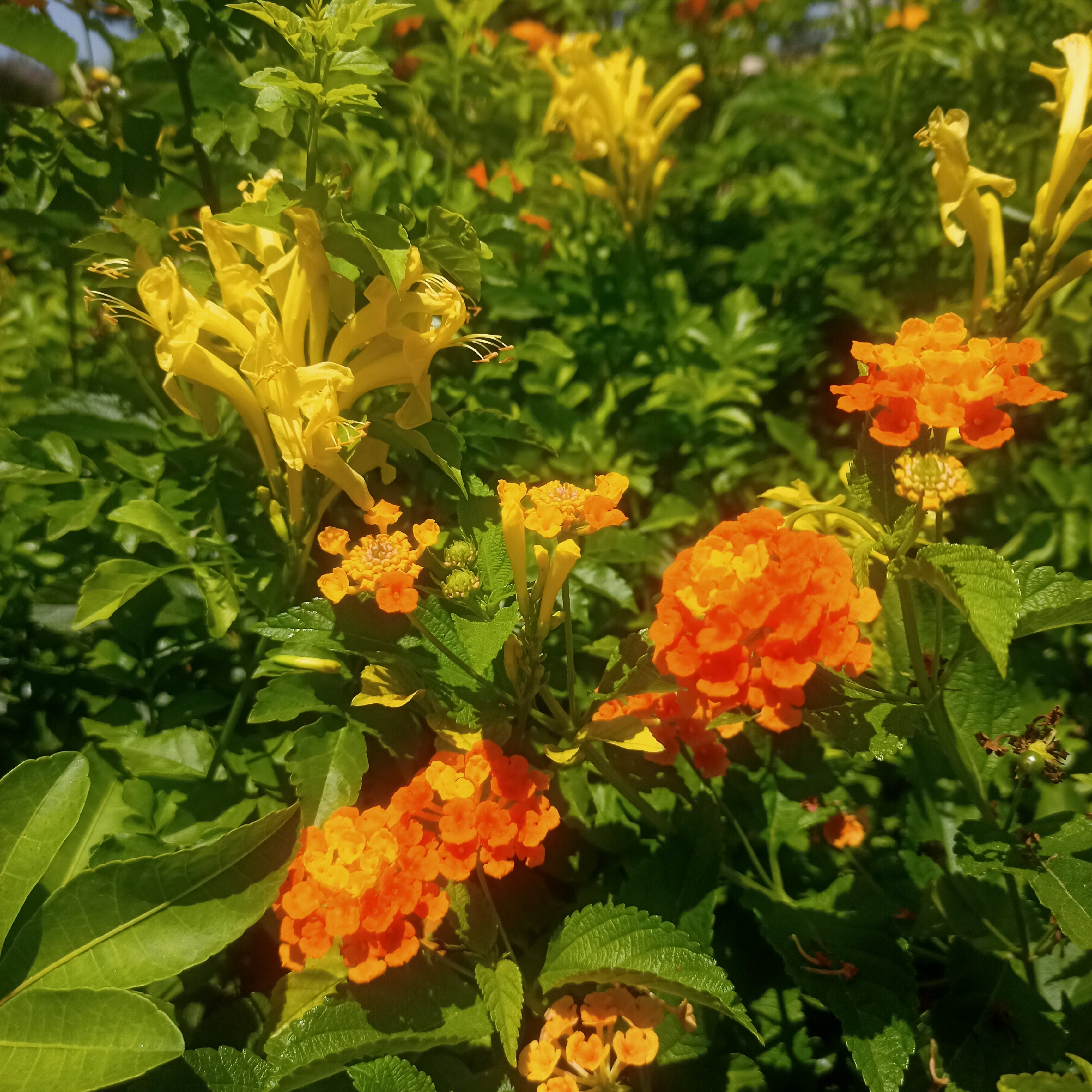 Фото St Raphael Resort & Marina