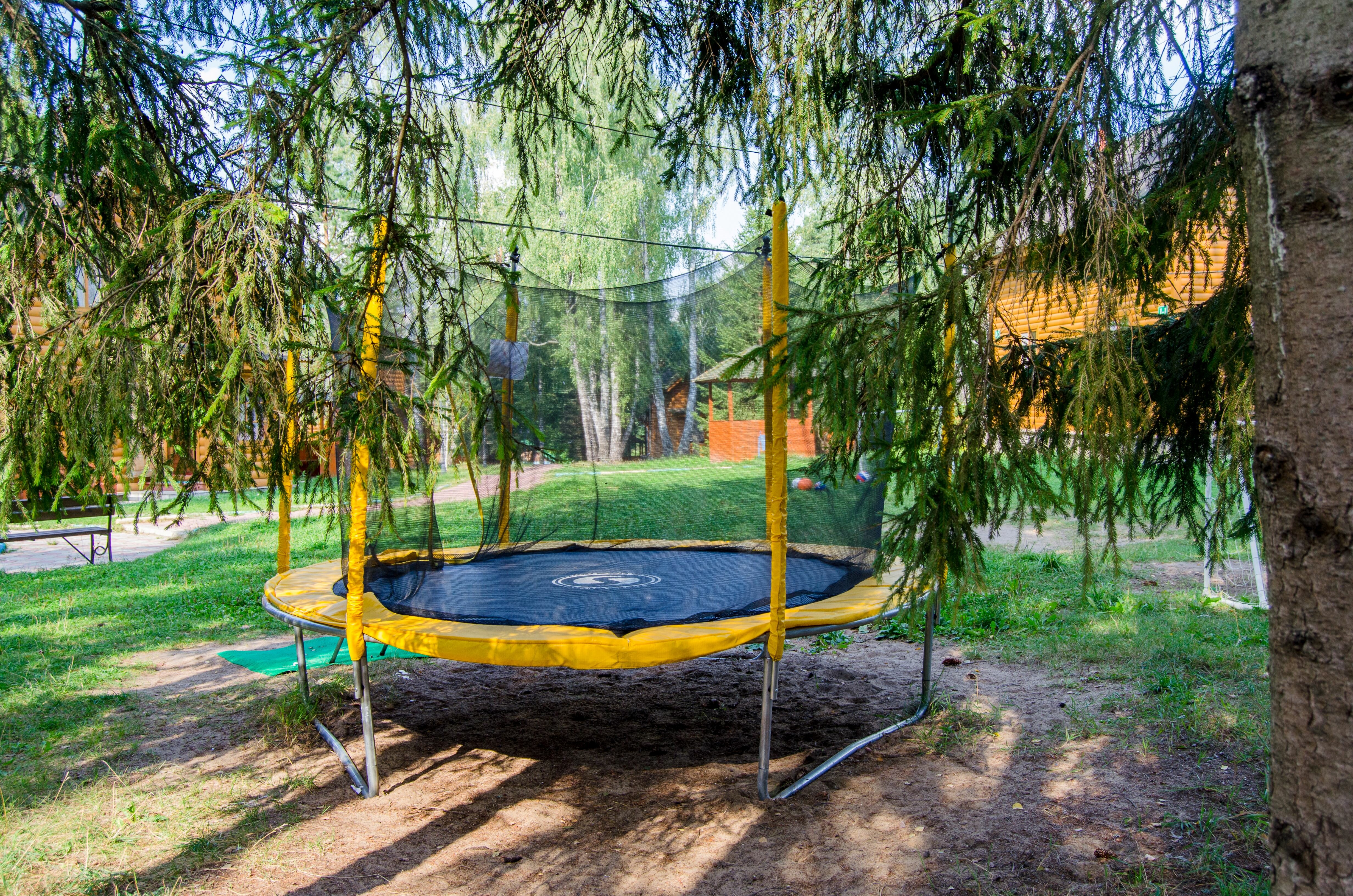 Фото Берёзовая роща