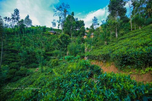 Гостиница Tea Cabins