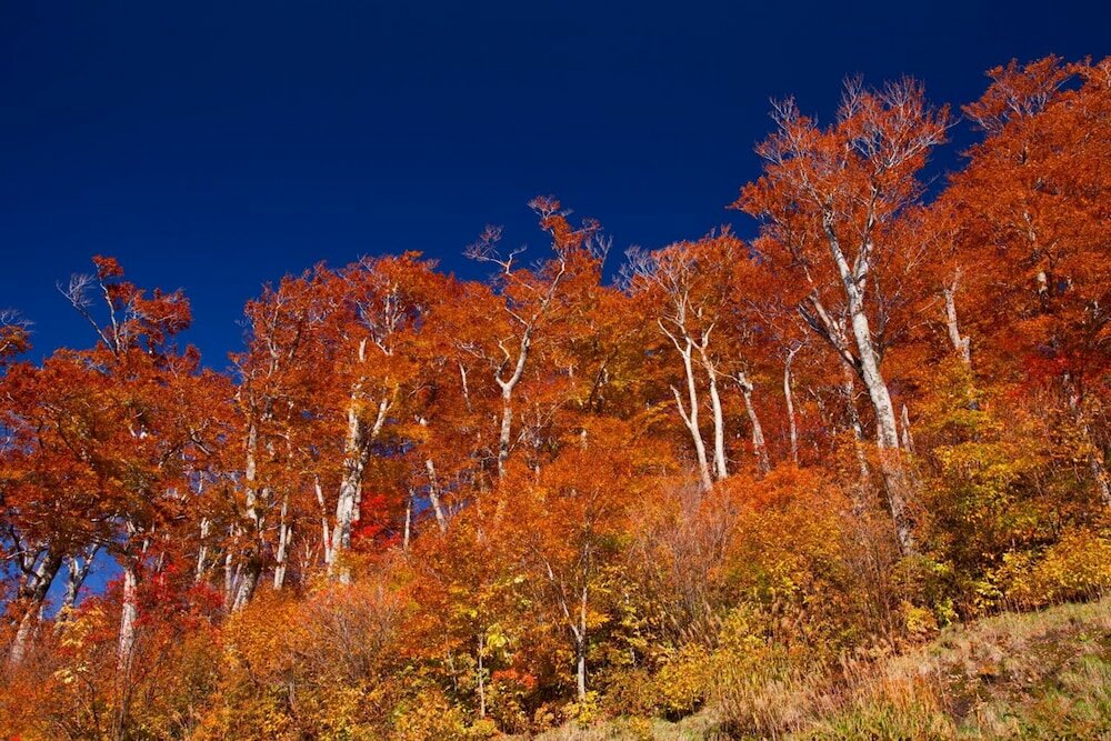 Фото Bunano Sato Shirakamikan