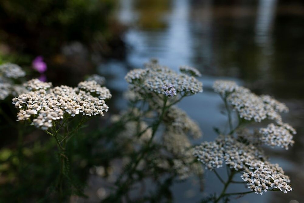 Фото Goss Hall Bed & Breakfast