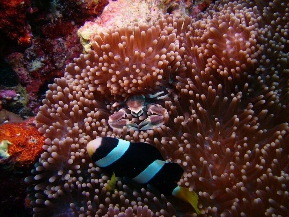 Фото Riveli Retreat at Mathiveri Maldives