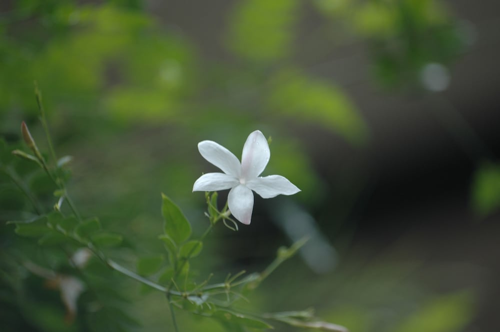 Фото Lake Lodge Boutique Hotel Kandalama