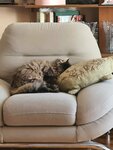 Агидель (ulitsa 40 let Pobedy, 26), pet shop