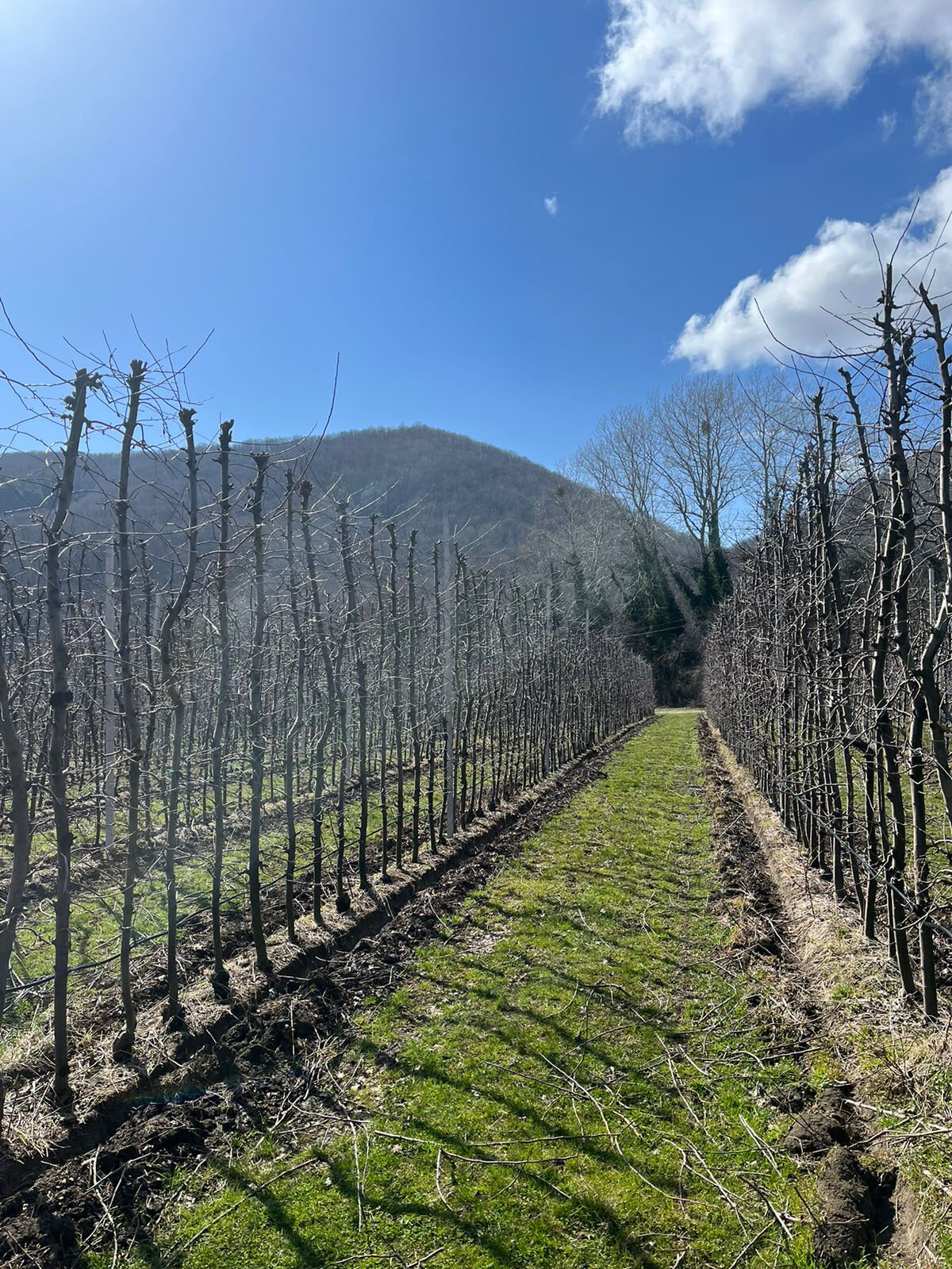 Фото Секвойя