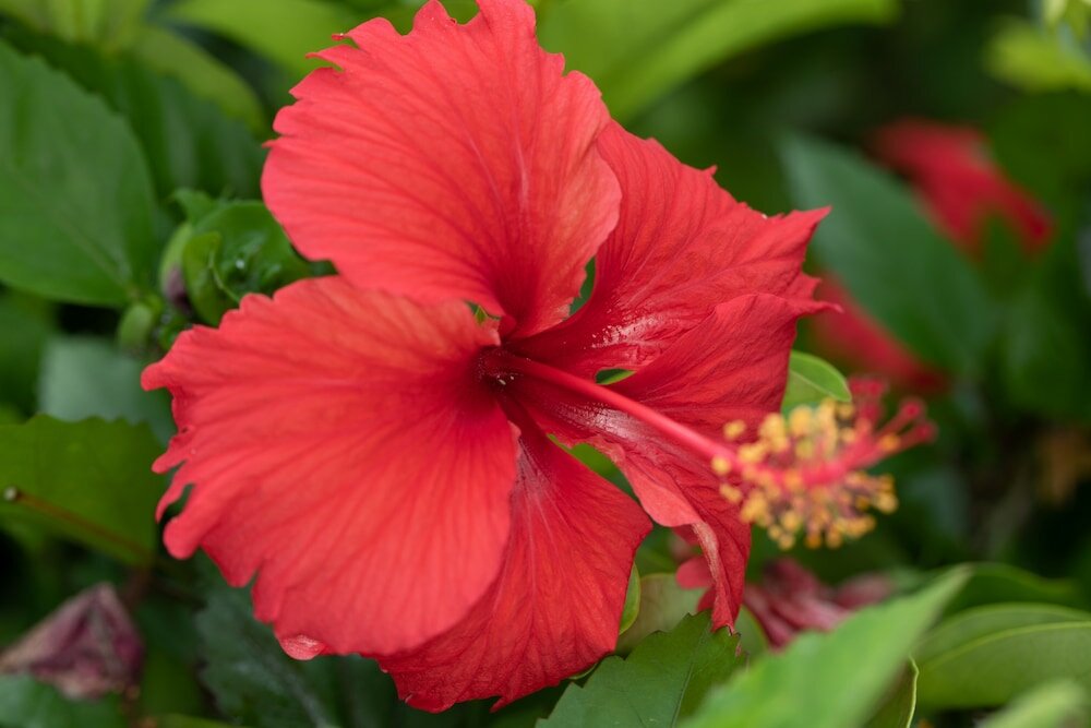 Фото Icis Villas