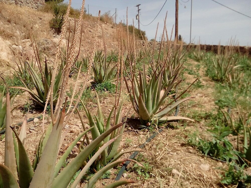 Фото Отель Cavo Petra