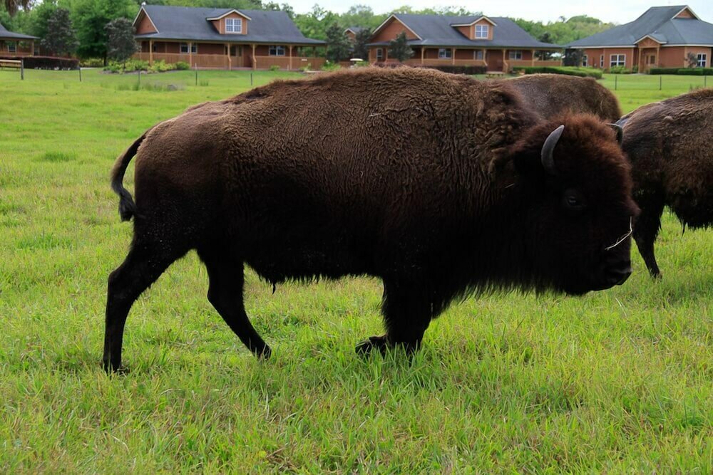 Фото Westgate River Ranch Resort & Rodeo