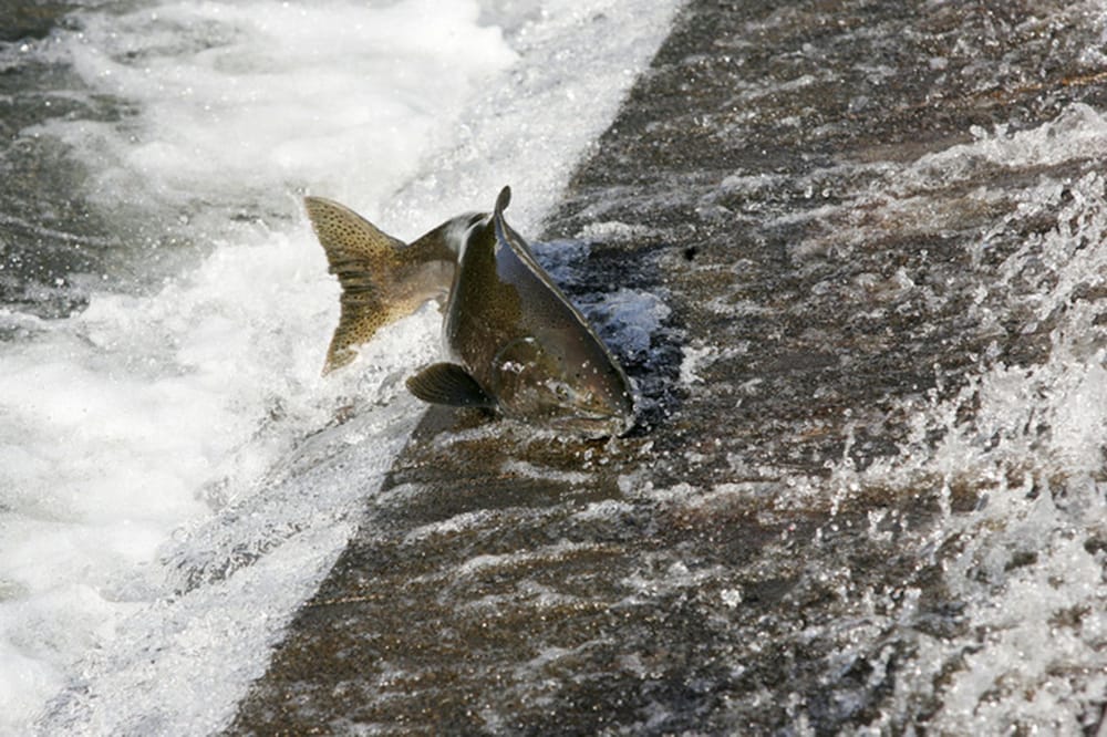 Фото Fairfield Inn & Suites by Marriott Issaquah