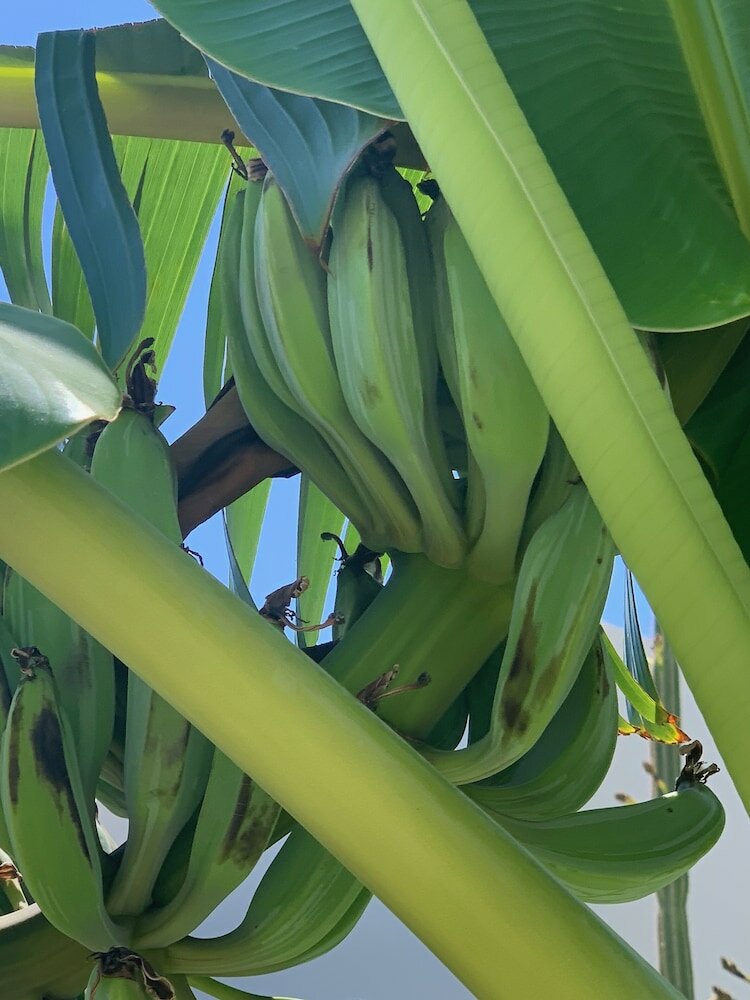 Фото Pals Studios Pefkos