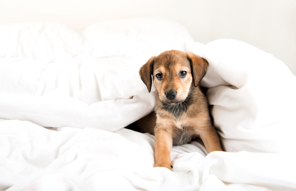 Фото Hyatt Place Charlotte Airport/Lake Pointe