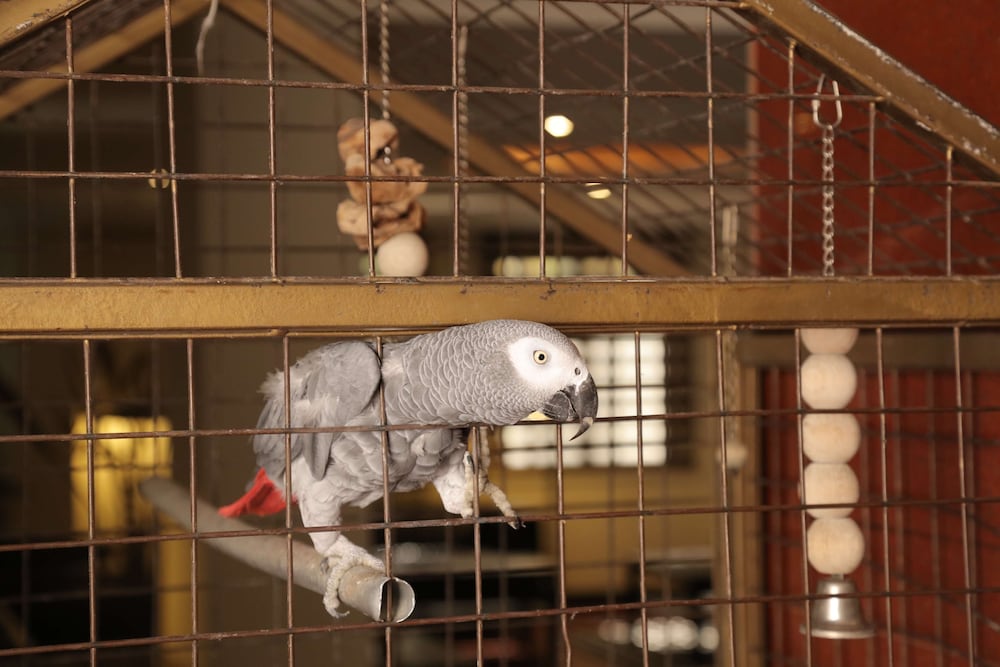 Фото Hotel Golden Tulip Aqaba Red Sea