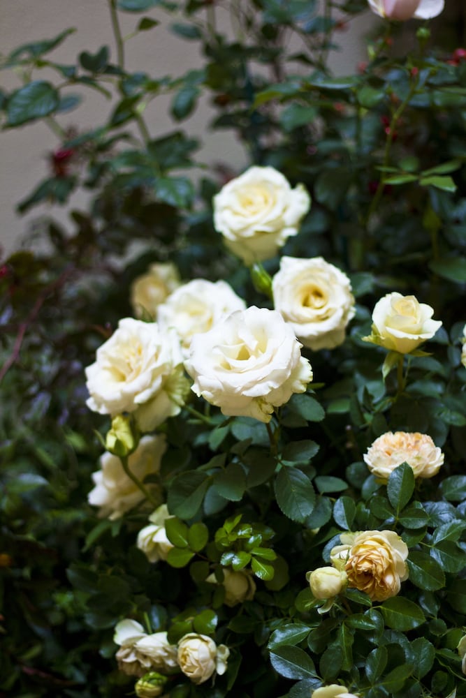 Фото Апарт-отель Residence Hilda