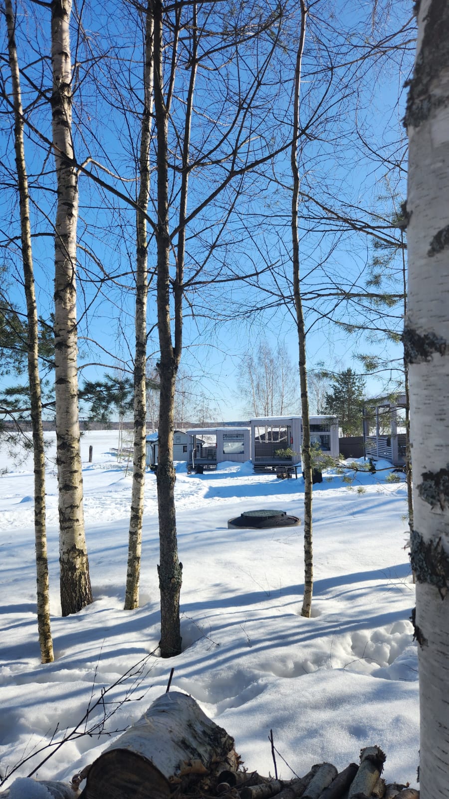 Фото Ёлки зелёные