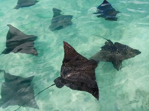Гостиница Moorea Island Beach