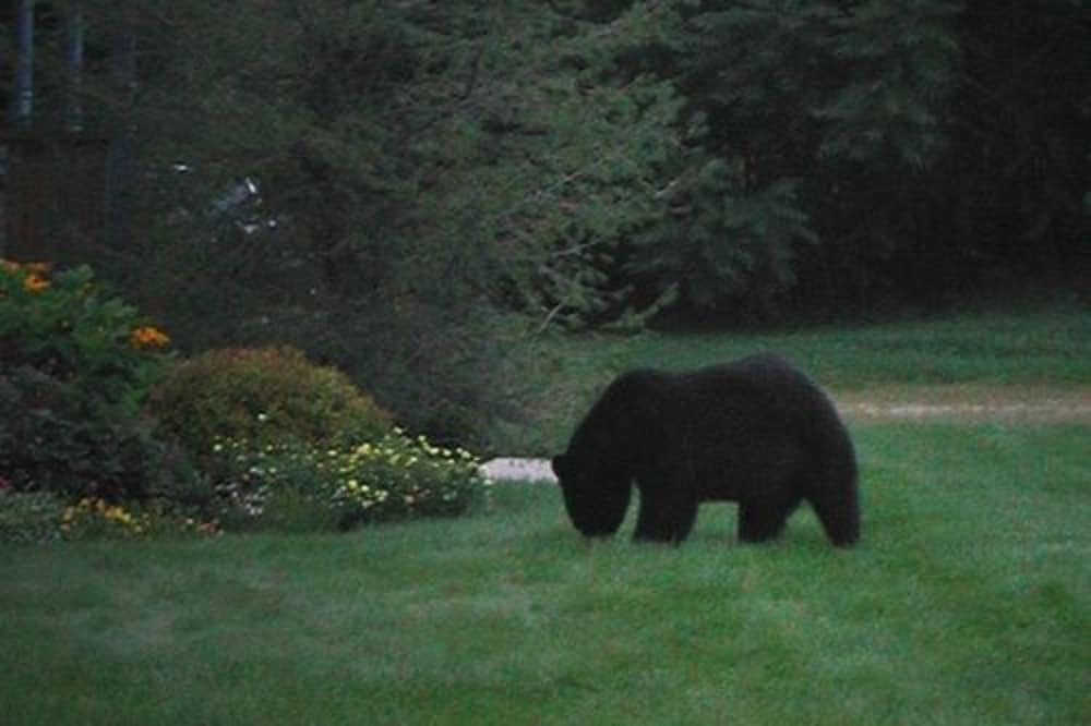 Фото Inn at Ellis River