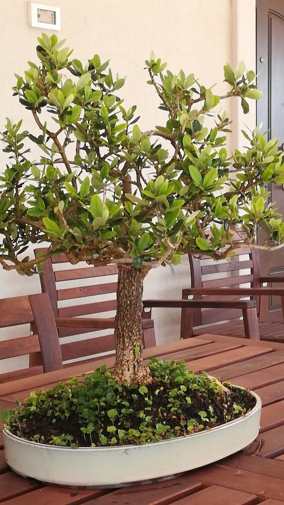 Фото Eremo del Dottó