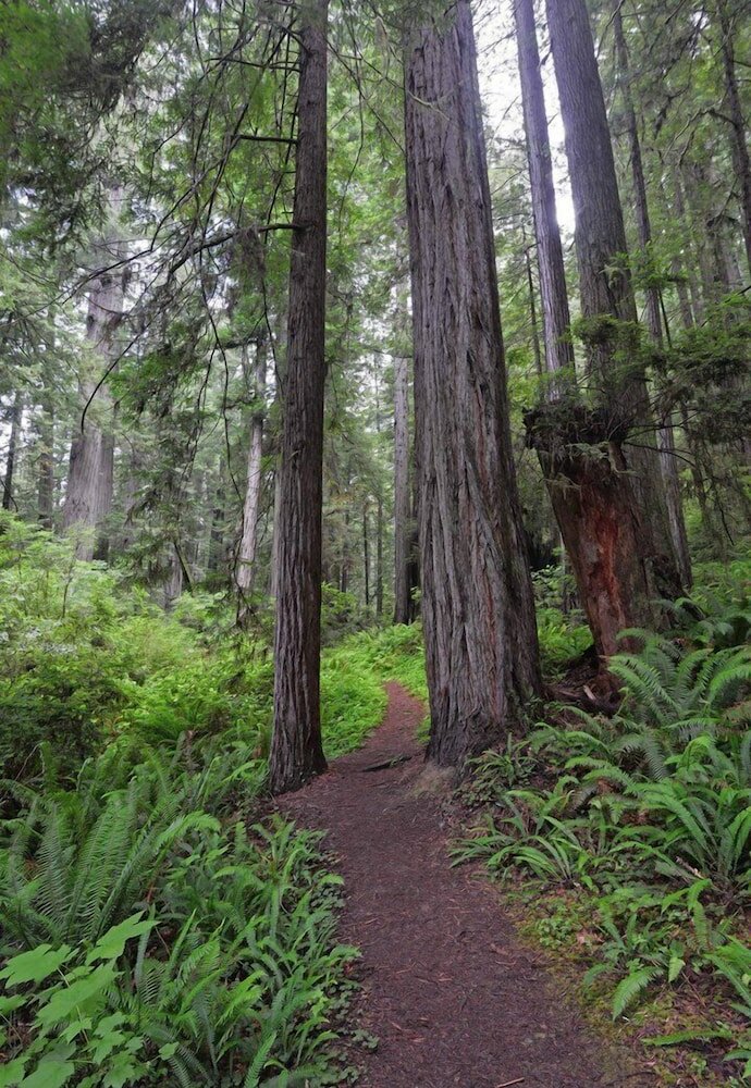 Фото Motel Garberville