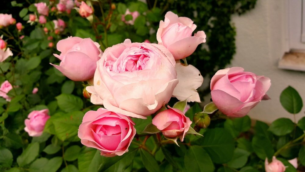 Фото Boutiquehotel Goldene Rose